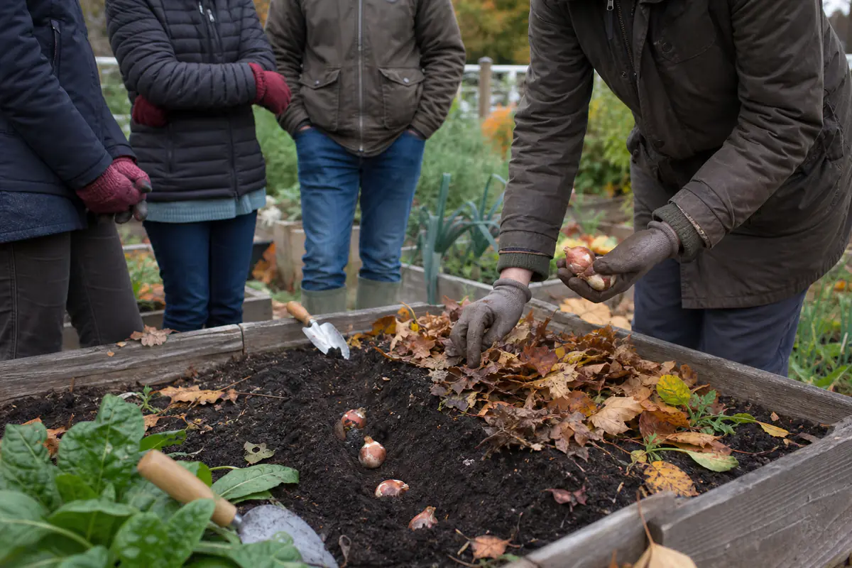 Jardiniers réunis autour d’un potager d’automne, observant le paillage et la plantation de bulbes