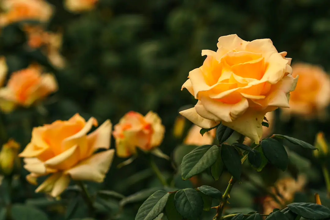 Allée fleurie d'une roseraie française, bordée de rosiers roses et rouges sous une lumière douce de juin