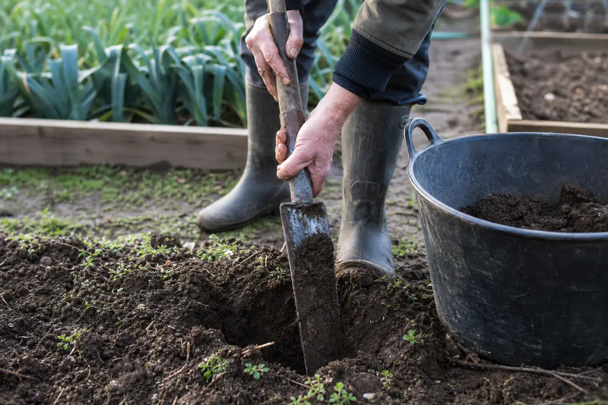 Prélèvement d’un échantillon de terre à la bêche dans un potager, seau de terre mélangée posé sur une planche de culture