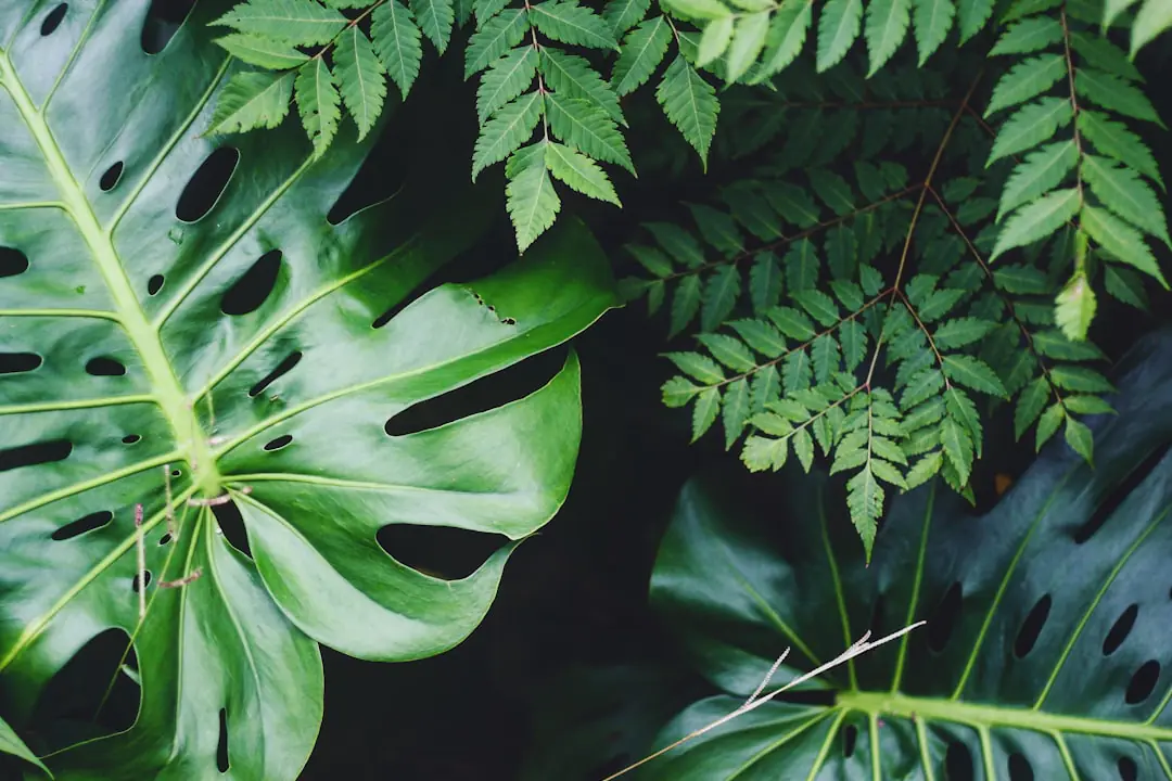 Personne rempotant une plante verte près d’une fenêtre lumineuse dans un appartement avec balcon végétalisé