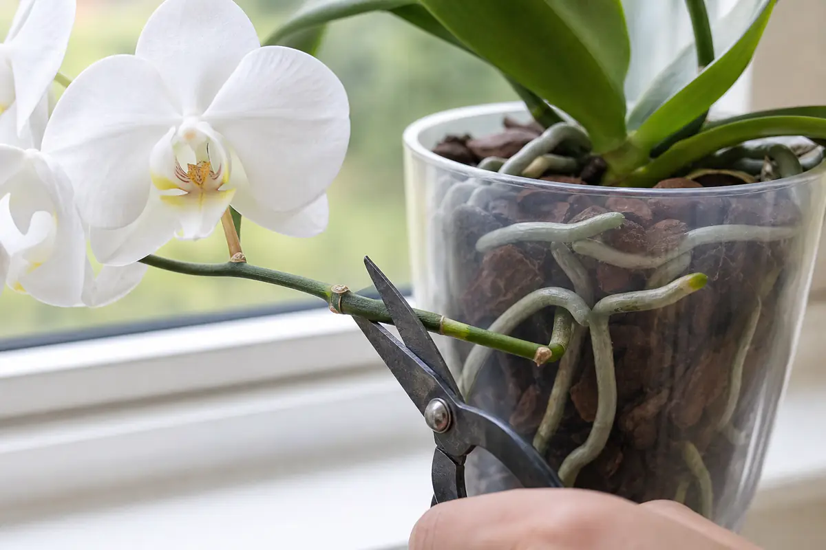 Orchidée phalaenopsis en pot transparent devant une fenêtre, hampe florale coupée juste au-dessus d’un œil dormant
