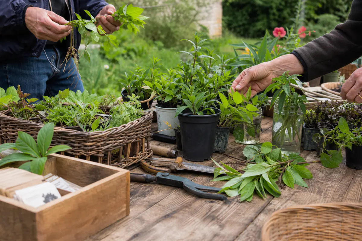 Cagettes de plantes étiquetées et outils de jardin d'occasion sur un stand de troc en extérieur