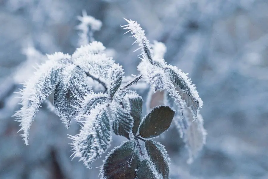 Jardinier inspectant des rameaux givrés sans les tailler dans un jardin français en fin d’hiver