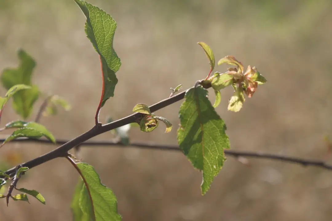 Touffe d’asters aux tiges sèches dans un massif français en hiver, prête à être taillée au printemps