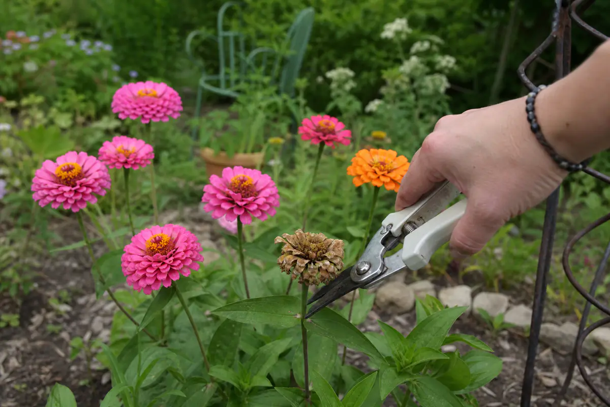 Main retirant un capitule fané de zinnia au-dessus de deux feuilles dans un massif estival ensoleillé