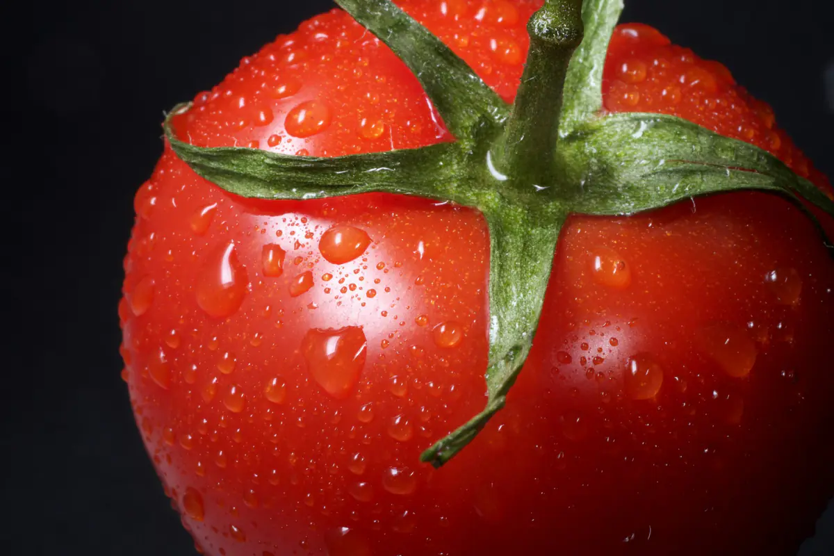 Jardinier retirant un jeune gourmand à l’aisselle d’une feuille sur un plant de tomate tuteuré au potager