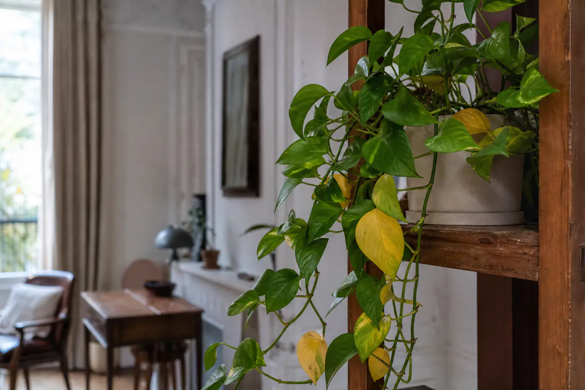 Pothos aux longues tiges retombantes sur une étagère près d'une fenêtre, quelques feuilles jaunes parmi le feuillage vert