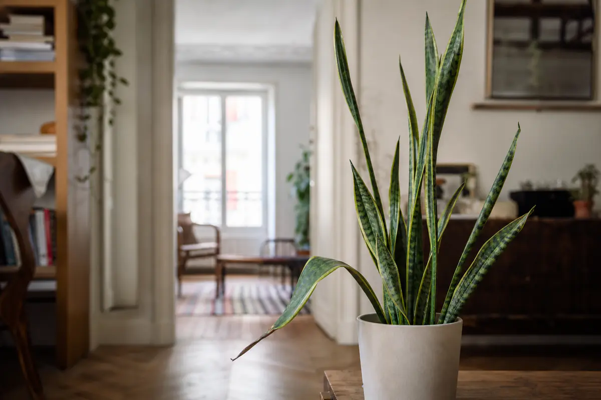 Sansevieria en pot dans un intérieur français, feuilles rigides dressées et une feuille visiblement pliée au premier plan