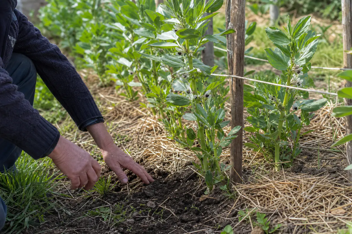 Rang de jeunes fèves paillées et soutenues par des ficelles dans un potager français au printemps