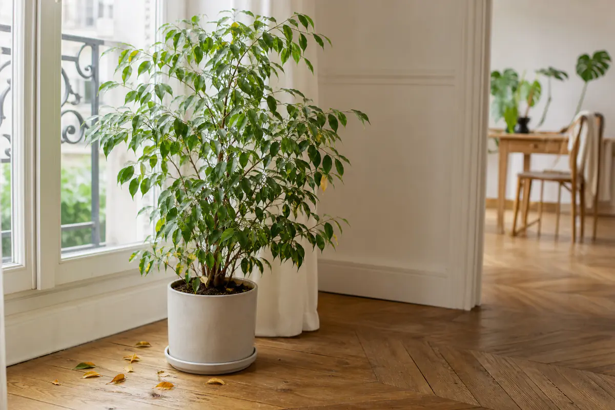Ficus benjamina touffu près d'une fenêtre dans un intérieur français, quelques feuilles jaunies tombées au pied du pot