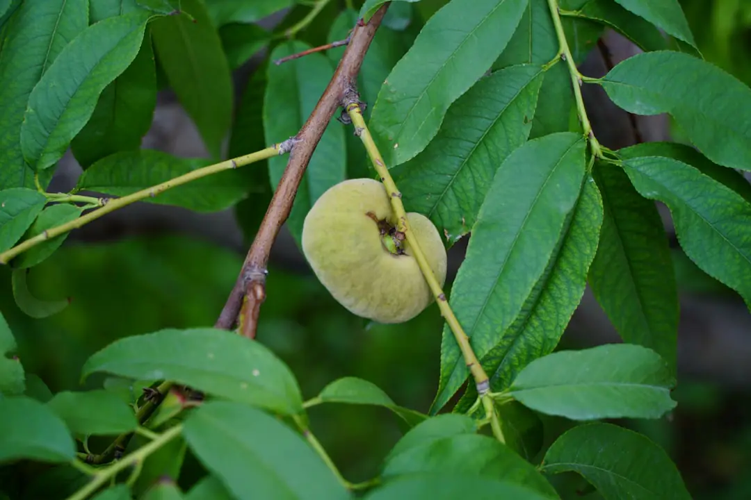 Figuier adulte très feuillu taillé avec modération, portant des figues vertes sur des rameaux bien éclairés