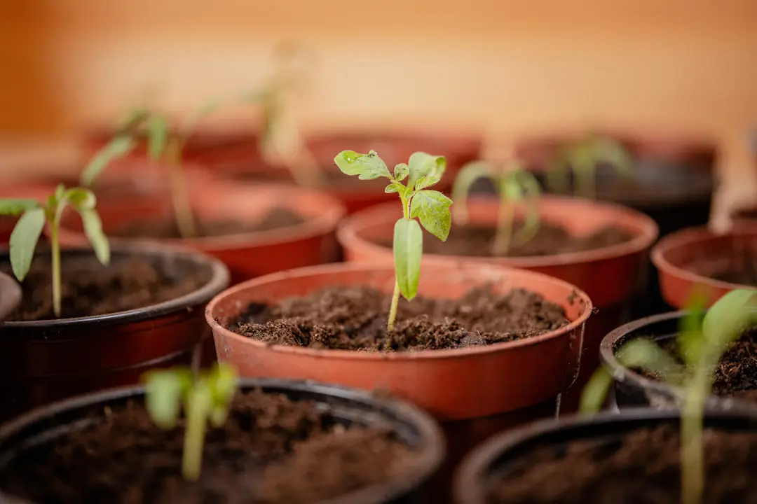 Potager français de fin de saison avec salades sous voile léger, paillage de feuilles et légumes à récolter