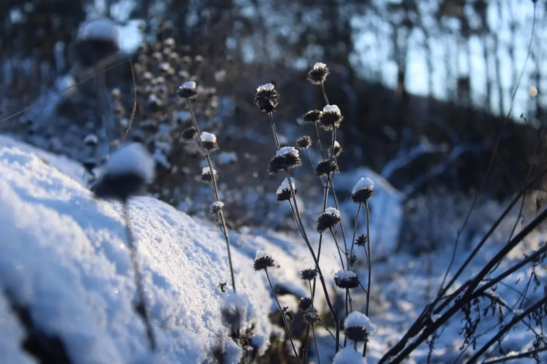 Massif de fleurs d’hiver avec hellébores, perce-neige et viorne en fleurs dans un jardin français givré