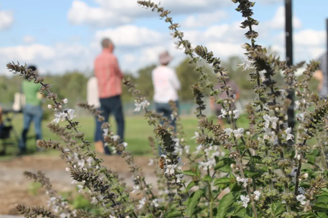 Jardin français en permaculture avec potager paillé, aromatiques, fleurs et récupérateur d’eau près d’une haie