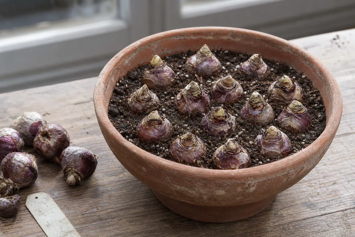Bulbes de jacinthes plantés serrés dans un pot de terre cuite, pointes affleurant le substrat drainant