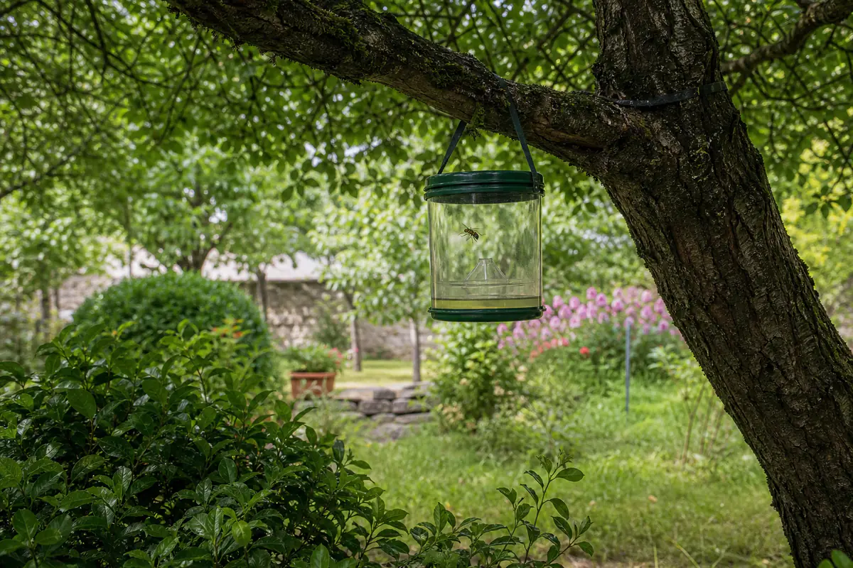 Piège sélectif à frelons asiatiques suspendu dans un jardin français, loin des fleurs et sous un arbre
