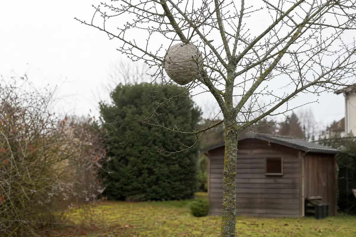 Nid sphérique de frelons asiatiques accroché haut dans un arbre dénudé, observé à distance dans un jardin français