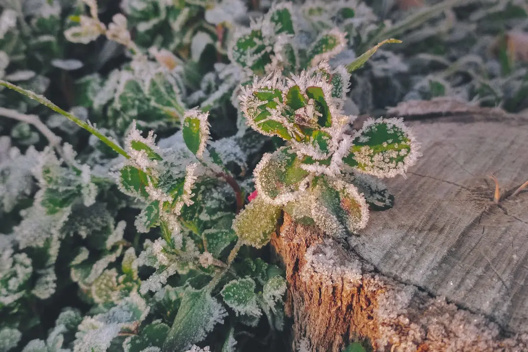Voile d’hivernage sur arceaux protégeant salades et poireaux dans un potager français légèrement givré