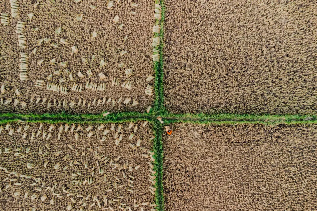 Potager français en planches quadrillées paillées, avec allées étroites et jeunes légumes sous soleil doux