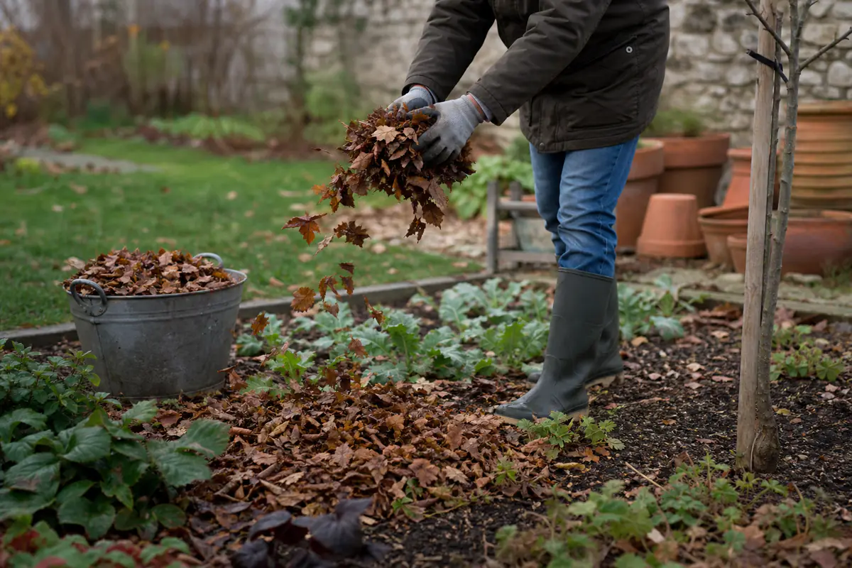 Jardinier ajoutant un paillage de feuilles au potager en novembre devant des plantes protégées du froid
