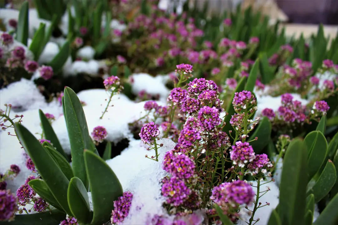 Jardin français en automne, potager paillé et vivaces protégées avant les premières gelées d’hiver