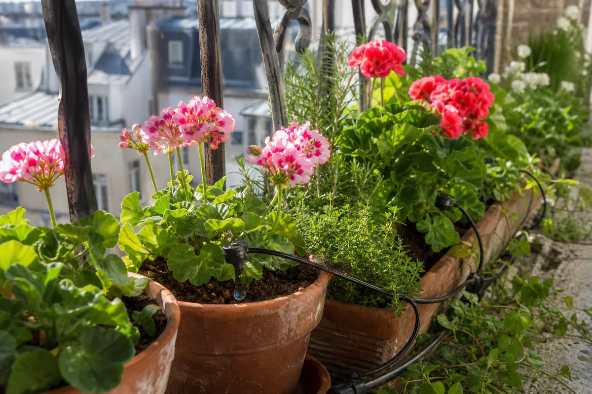 Jardinières fleuries sur un balcon en fer forgé, équipées de fins tuyaux noirs et de goutteurs plantés dans le terreau