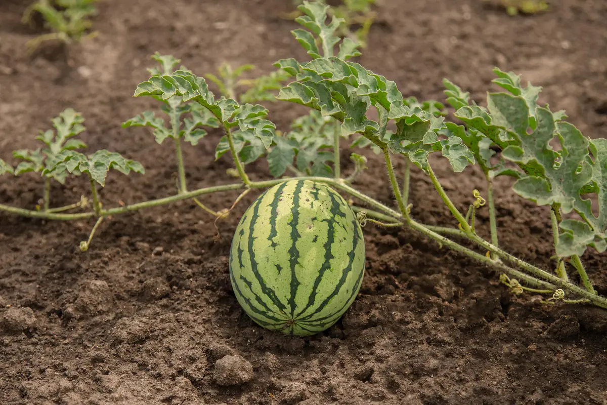 Jeunes plants de pastèque paillés dans un potager français ensoleillé, avec fruits en formation