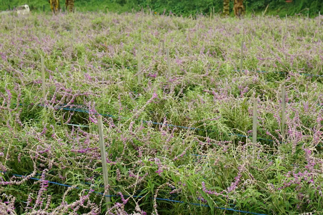 Floraison de cyclamens rustiques roses sous un érable, dans un massif ombragé de jardin français en automne