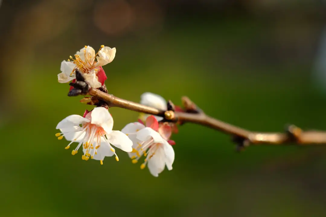 Jeune abricotier à racines nues planté dans un jardin français en hiver, avec tuteur et paillage visibles