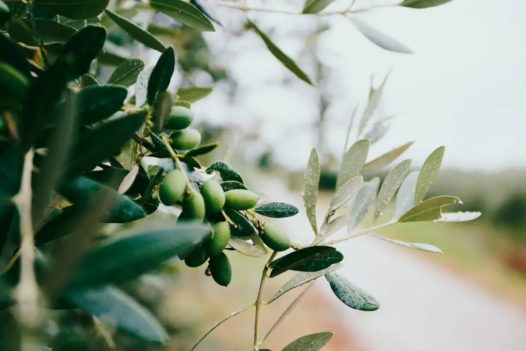 Récolte manuelle d’olives mûres sur un petit olivier, bâche tendue au sol dans un jardin méditerranéen