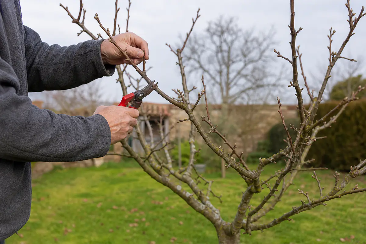 Jardinier taillant un pommier en gobelet avec un sécateur propre par temps sec dans un jardin français