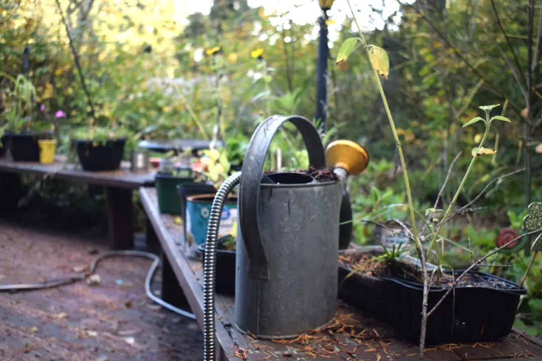 Jardin français en automne avec arbustes nouvellement plantés, feuilles broyées et paillage au pied des massifs