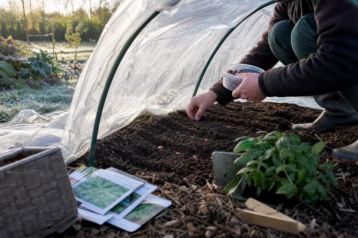 Semis d'épinards et de fèves sous un tunnel au potager français, par une claire matinée de janvier