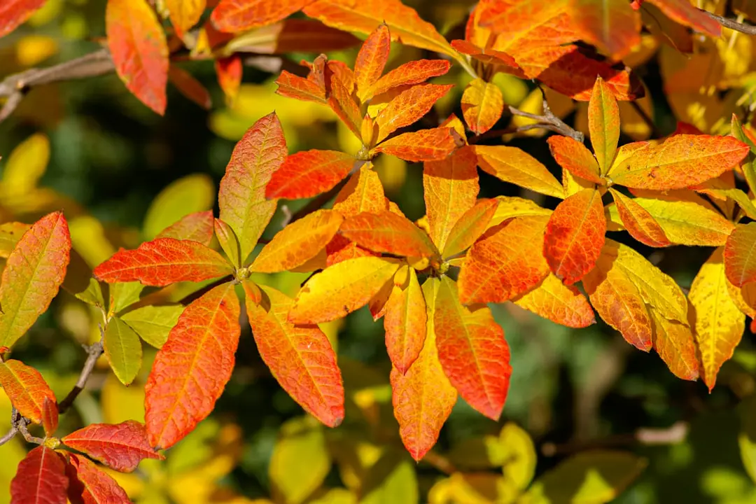 Jardinier déposant un paillage de feuilles autour de plantations d’automne dans un potager français.