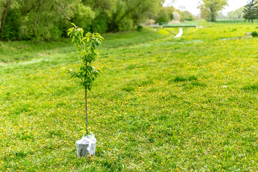 Jardinier installant un jeune arbre tuteuré dans une cuvette paillée, au soleil d’automne dans un jardin français
