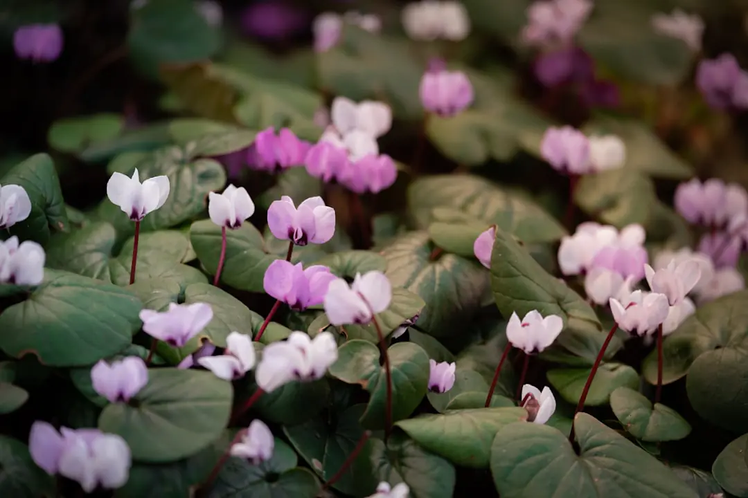Tapis de cyclamens roses et blancs fleuris sous un arbre caduc dans un jardin français à l’automne