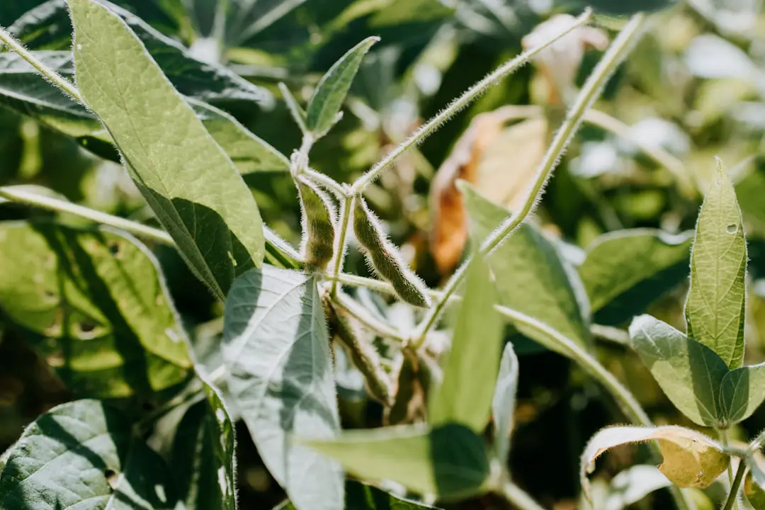 Jardinier semant des haricots verts en ligne dans une terre réchauffée, près de tuteurs en bambou