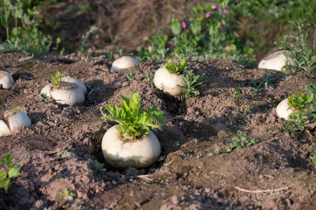 Semis de radis en rangs dans une terre fine de potager, avec arrosoir et jeunes pousses au naturel