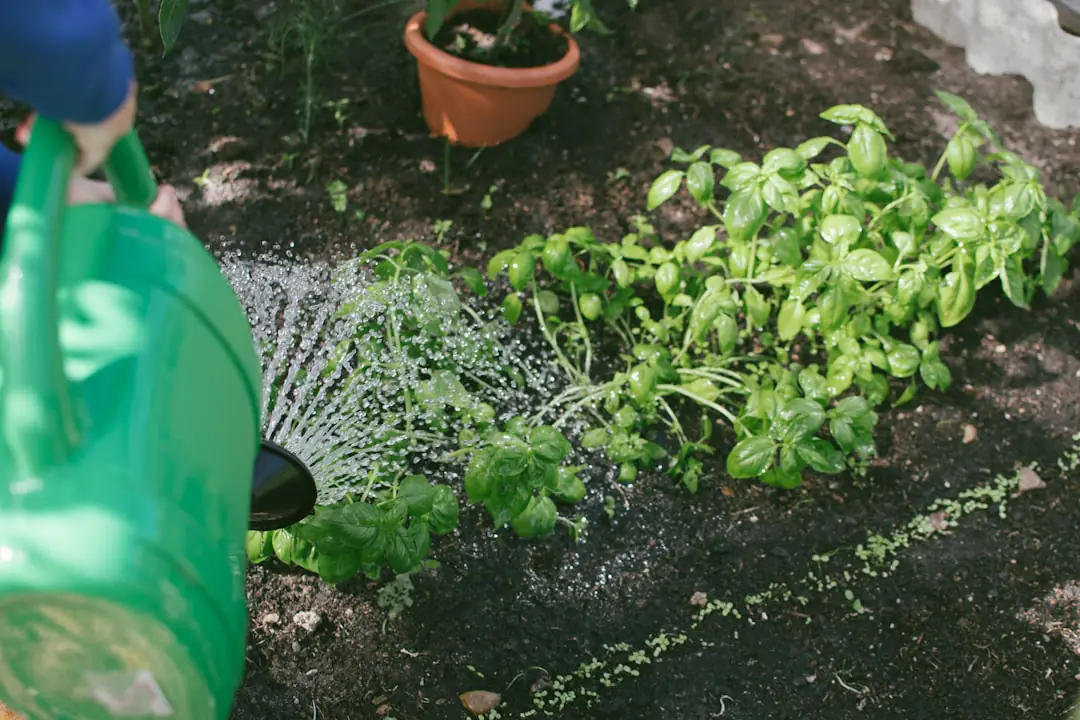 Potager aromatique organisé en zones avec thym, basilic, persil et ciboulette dans un jardin ensoleillé