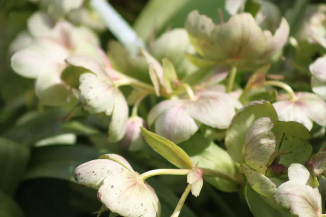 Hellébores roses et blanches plantées sous un arbuste caduc dans un massif ombragé de jardin français