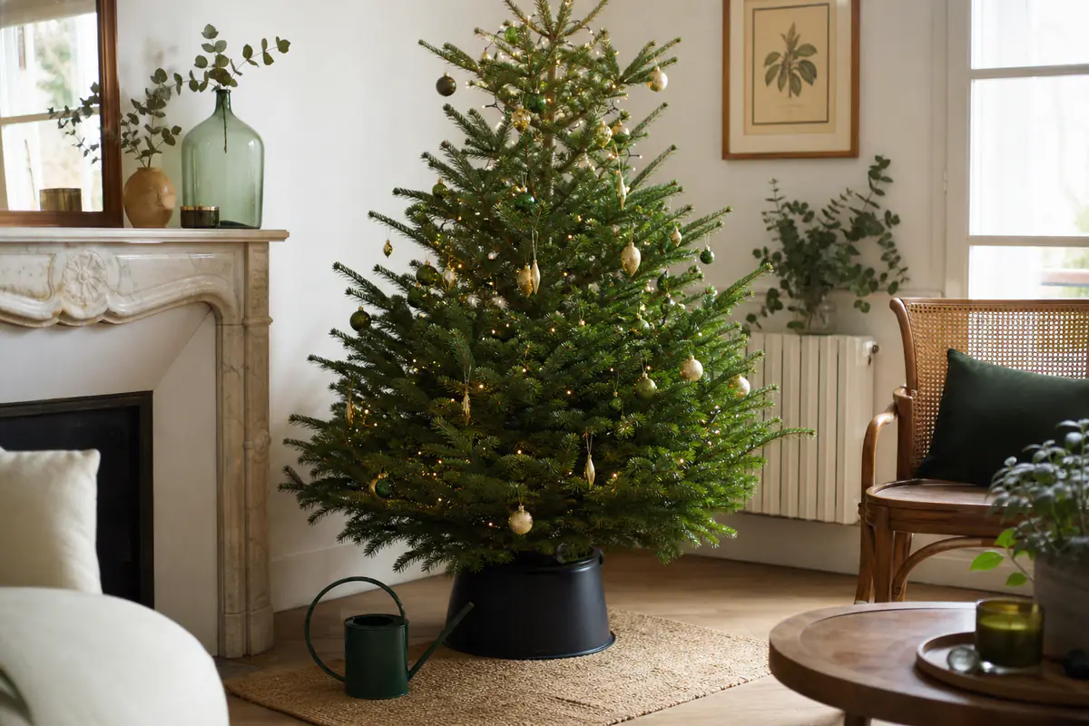 Sapin de Noël naturel Nordmann dans un salon lumineux, installé dans un pied à réservoir d’eau