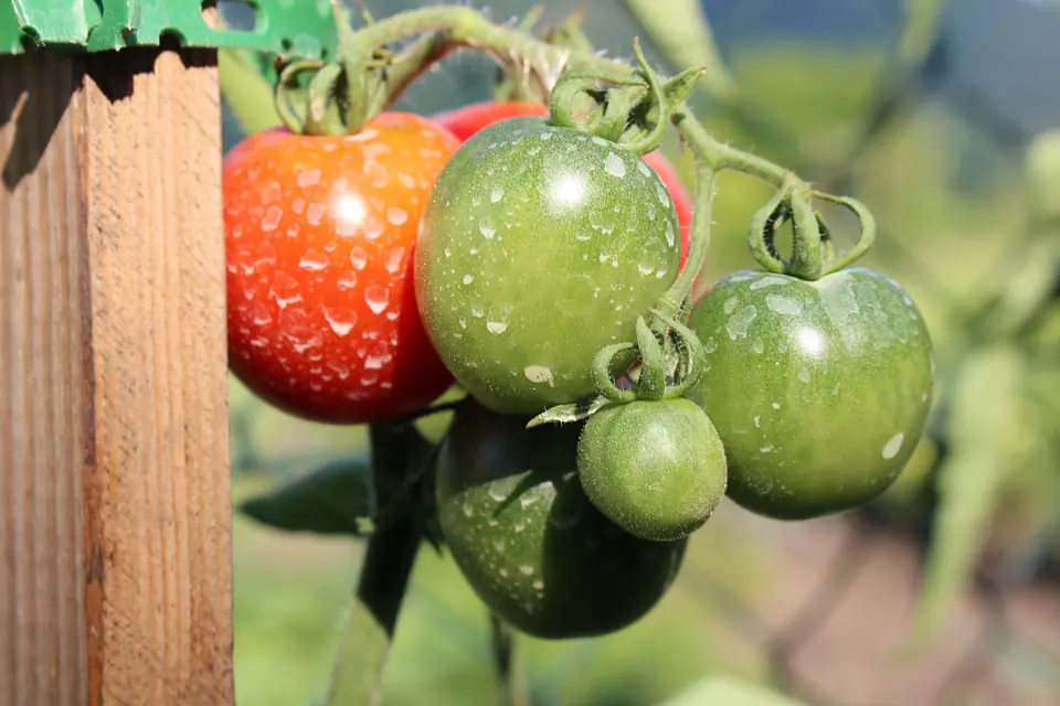 Jardinier préparant une solution au savon noir dans un pulvérisateur près de rosiers infestés de pucerons