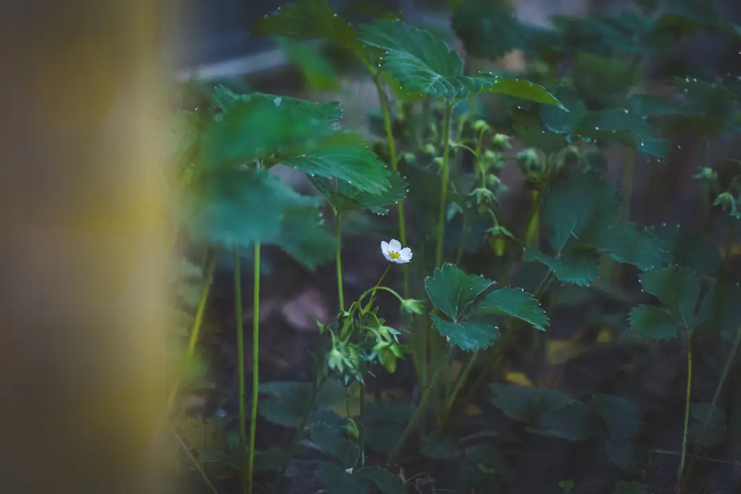 Jardinier paillant un potager français avec des feuilles sèches entre tomates, salades et plantes fleuries