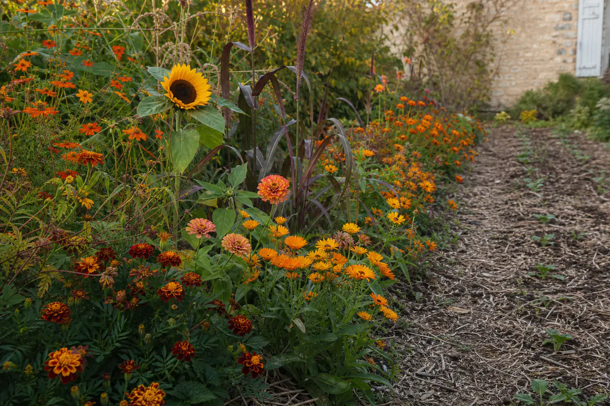 Massif automnal de soucis, zinnias, tagètes et cosmos orange semés au jardin dans une lumière douce