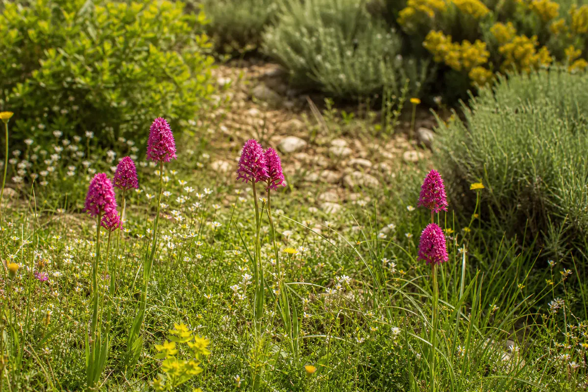 Orchis pyramidal rose en épi dans une pelouse calcaire sèche et ensoleillée d’un jardin français