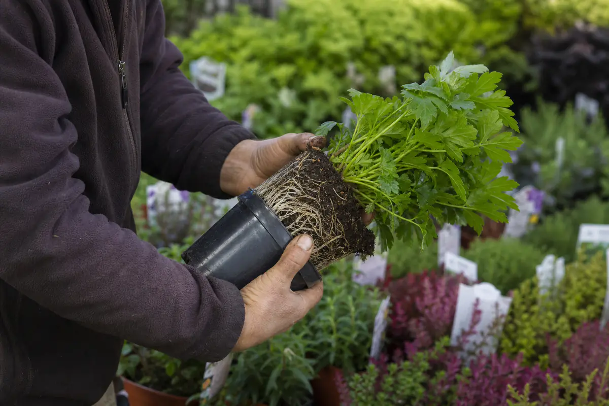 Jardinier inspectant les racines d’une vivace en pot avant de choisir une promotion en jardinerie