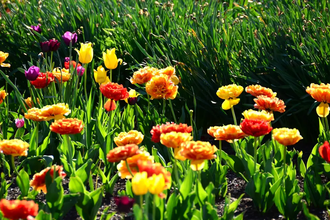 Jardinier préparant des rangs de potager au printemps avec compost, semis et outils sur un sol ressuyé