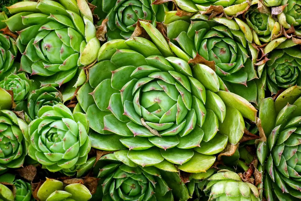 Jardin de rocaille fleuri en pente douce, avec blocs de pierre naturelle, sedums, thym et aubriètes au soleil