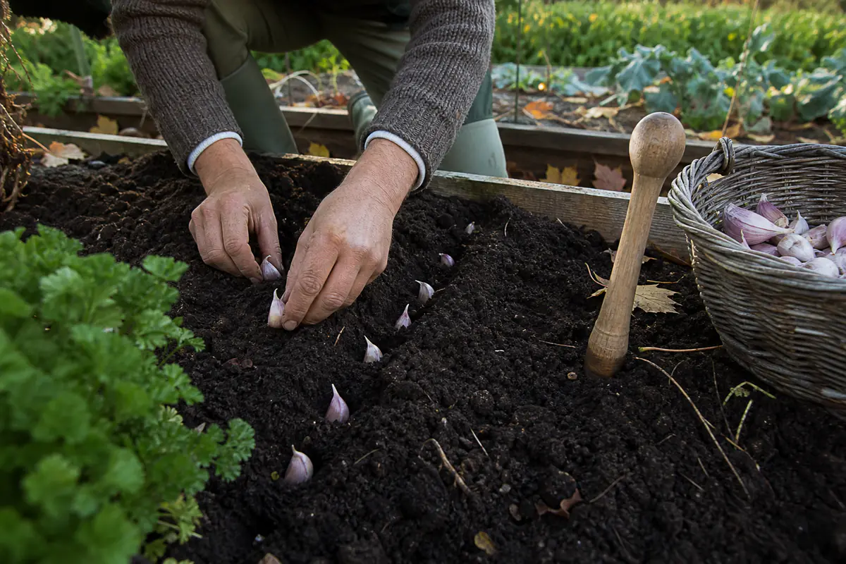 Mains plantant des caïeux d’ail dans une planche potagère drainée, en lignes régulières à l’automne