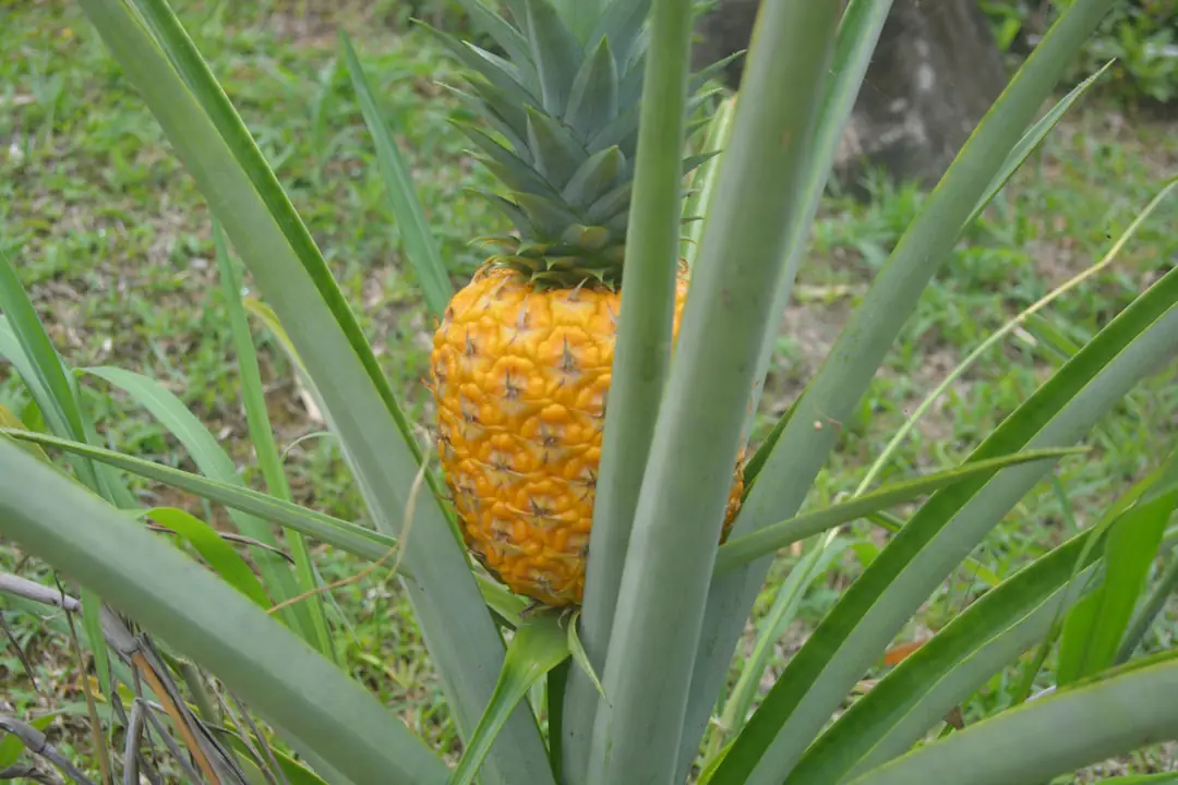 Couronne d’ananas enracinée dans un pot en terre cuite près d’une fenêtre lumineuse, au feuillage vert dentelé.